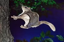Chồn bay, sóc bay không biết bay