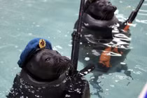 Tin được không, "lính" cá heo, hải cẩu của Nga đã tham chiến ở Syria ?