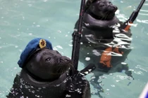 Tin được không, "lính" cá heo, hải cẩu của Nga đã tham chiến ở Syria ?