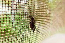 Mùa đông đừng chủ quan với muỗi