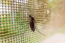 Mùa đông đừng chủ quan với muỗi