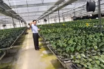 Kết nối chuyển giao công nghệ cho ngành sản xuất hoa của Việt Nam