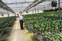 Kết nối chuyển giao công nghệ cho ngành sản xuất hoa của Việt Nam