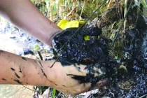 Hành trình truy dấu ô nhiễm nguồn nước sông Đà