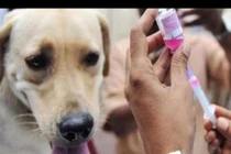 Lưu ý tránh bị vật nuôi tấn công