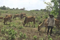 “Xóm cao bồi” sống nhờ chăn bò thuê