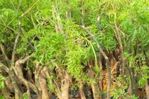 Đinh lăng chữa vết thương