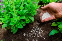 Dùng hoạt chất sinh học bón cây