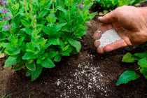 Dùng hoạt chất sinh học bón cây