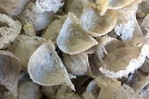 Đặc điểm yến sào Cù Lao Chàm