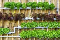 Nhà trồng cây thông minh