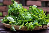 Rau ngót - Cây rau, cây thuốc quý