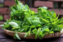 Rau ngót - Cây rau, cây thuốc quý