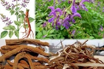 Đan sâm trị thiểu năng tuần hoàn não