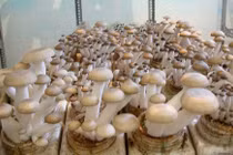 Hệ thống giám sát tự động trồng nấm