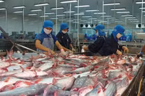 5 tháng xuất khẩu cá tra đạt 1,21 tỷ USD