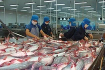 5 tháng xuất khẩu cá tra đạt 1,21 tỷ USD