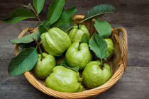 Lá ổi giúp kiểm soát tiểu đường và cholesterol máu