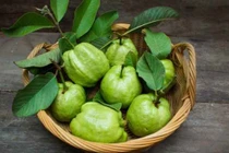 Lá ổi giúp kiểm soát tiểu đường và cholesterol máu