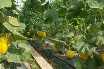 Lạng Sơn: Đầu tư áp dụng khoa học công nghệ tạo nên bước đột phá