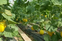 Lạng Sơn: Đầu tư áp dụng khoa học công nghệ tạo nên bước đột phá