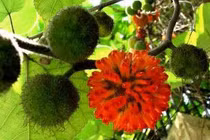 Quả dướng chữa đau thần kinh tọa