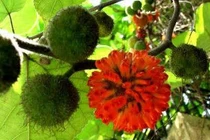 Quả dướng chữa đau thần kinh tọa