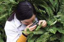 Tiến sĩ 8x và giấc mơ mang tên dương xỉ