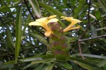 Kim vàng chữa nhức răng