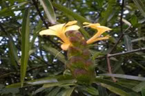 Kim vàng chữa nhức răng