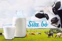 Sữa bò phòng cao huyết áp, ung thư