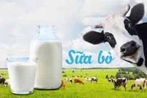 Sữa bò phòng cao huyết áp, ung thư