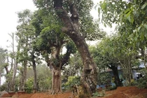 Chuyển vị trí trồng cây lâu năm