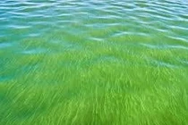 Nhà máy sinh học vi tảo giảm thiểu CO2