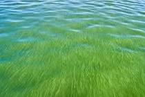 Nhà máy sinh học vi tảo giảm thiểu CO2