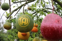 Ghép nhiều loại quả trên 1 cây