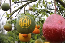 Ghép nhiều loại quả trên 1 cây