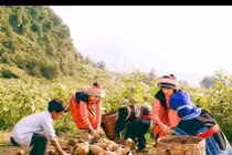 Liên kết “bốn nhà”, đảm bảo ổn định giá nông sản