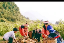 Liên kết “bốn nhà”, đảm bảo ổn định giá nông sản