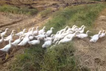 Lý do vịt đồng cho thịt ngon