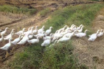 Lý do vịt đồng cho thịt ngon