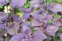 Tô tử tiêu đờm, giảm ho