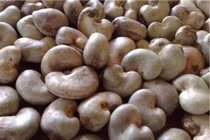 Xác minh nguyên nhân việc nhập khẩu điều thô từ Campuchia tăng đột biến