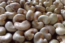 Xác minh nguyên nhân việc nhập khẩu điều thô từ Campuchia tăng đột biến