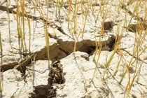 Cận cảnh những cánh đồng lúa cháy khô vì hạn hán