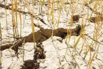 Cận cảnh những cánh đồng lúa cháy khô vì hạn hán