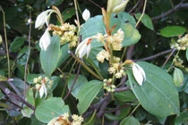 Cây ô dược làm trắng da