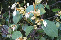 Cây ô dược làm trắng da