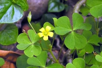 Lá chua me đất trị khàn tiếng