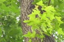 Cây sau sau có đặc tính giống phong lá đỏ